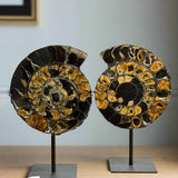 Ammonite Pair