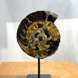 Ammonite Pair