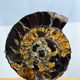Ammonite Pair