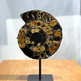 Ammonite Pair