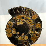 Ammonite Pair