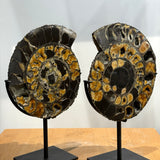 Ammonite Pair