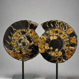 Ammonite Pair