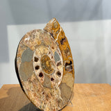 Ammonite Pair