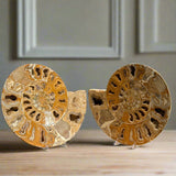 Ammonite Pair