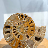 Ammonite Pair