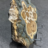 Barite and Marcasite