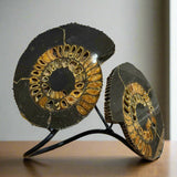 Ammonite Sculpture