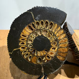 Ammonite Sculpture