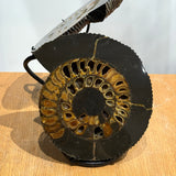 Ammonite Sculpture
