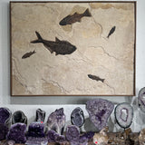 Mioplosus, Diplomystus, Knightia