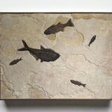 Mioplosus, Diplomystus, Knightia