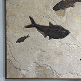 Mioplosus, Diplomystus, Knightia
