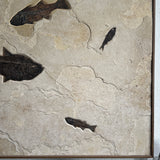 Mioplosus, Diplomystus, Knightia