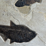 Mioplosus, Diplomystus, Knightia