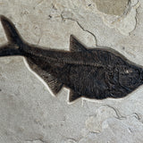 Mioplosus, Diplomystus, Knightia