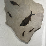 Diplomystus and Knightia