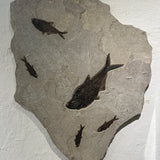 Diplomystus and Knightia
