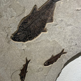 Diplomystus and Knightia