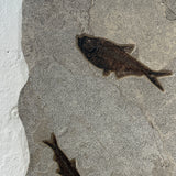 Diplomystus and Knightia