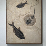 Diplomystus, Priscacara Liops, Stingray