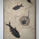 Diplomystus, Priscacara Liops, Stingray