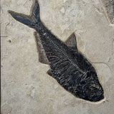 Diplomystus, Priscacara Liops, Stingray