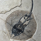 Diplomystus, Priscacara Liops, Stingray