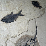 Diplomystus, Priscacara Liops, Stingray