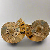 Ammonite Pair