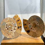 Ammonite Pair
