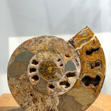 Ammonite Pair
