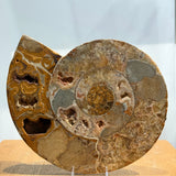 Ammonite Pair
