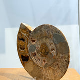 Ammonite Pair