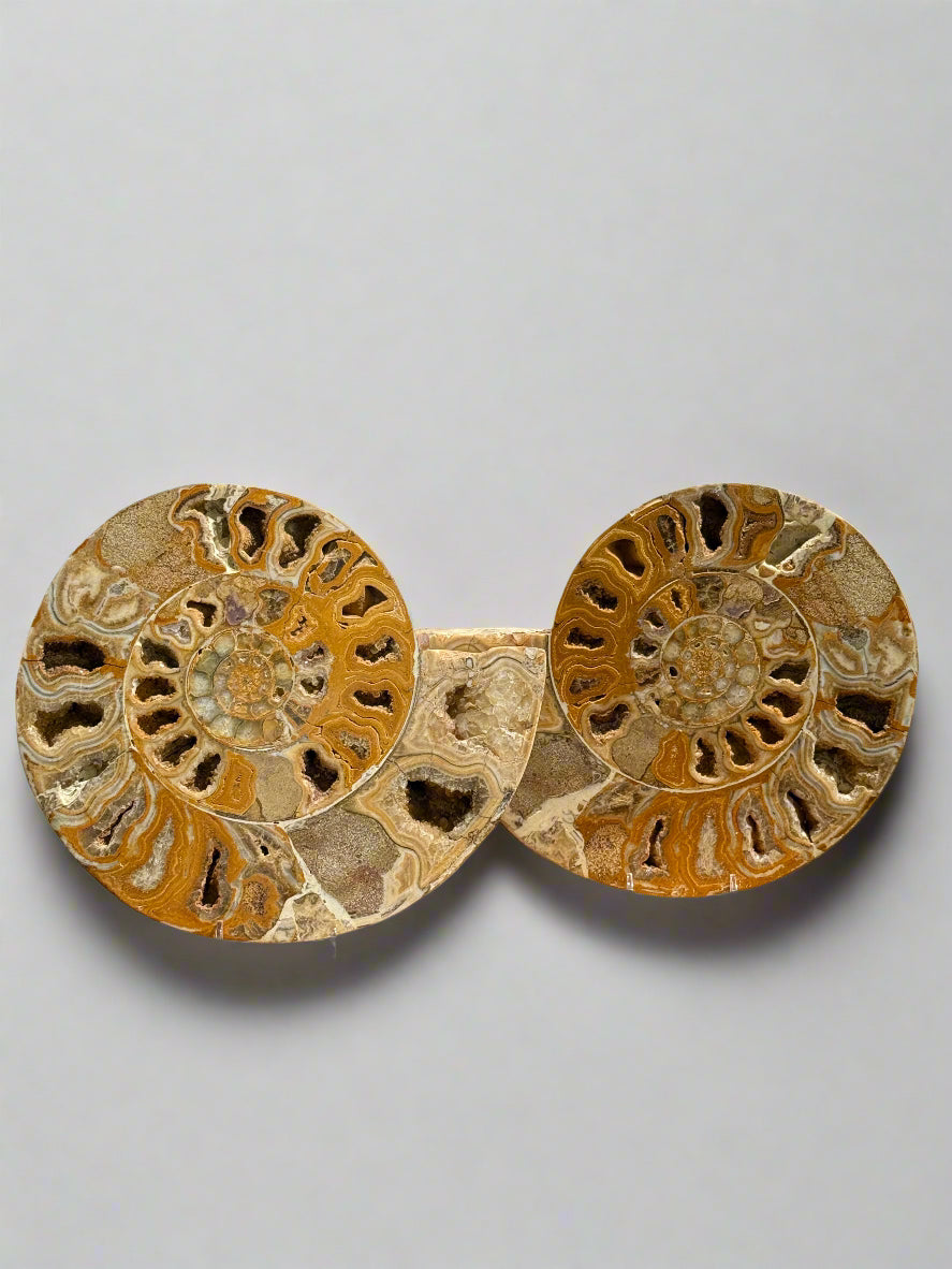 Two large ammonite fossils on a wooden stand with a neutral background