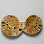 Two large ammonite fossils on a wooden stand with a neutral background