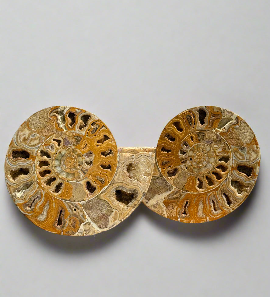 Two large ammonite fossils on a wooden stand with a neutral background