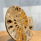 Ammonite Pair
