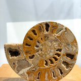 Ammonite Pair