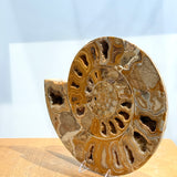 Ammonite Pair