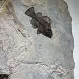 Phareodus, Priscacara Serrata, Knightia