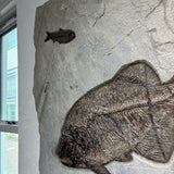 Phareodus, Priscacara Serrata, Knightia