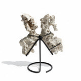 Petrified Coral