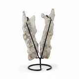 Petrified Coral