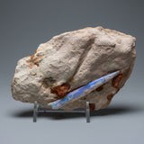 Opalized Belemnite Fossil