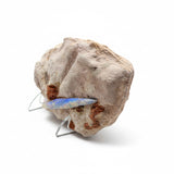 Opalized Belemnite Fossil