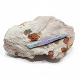 Opalized Belemnite Fossil