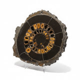 Russian Ammonite Pair