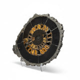 Russian Ammonite Pair