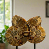 Ammonite Pair